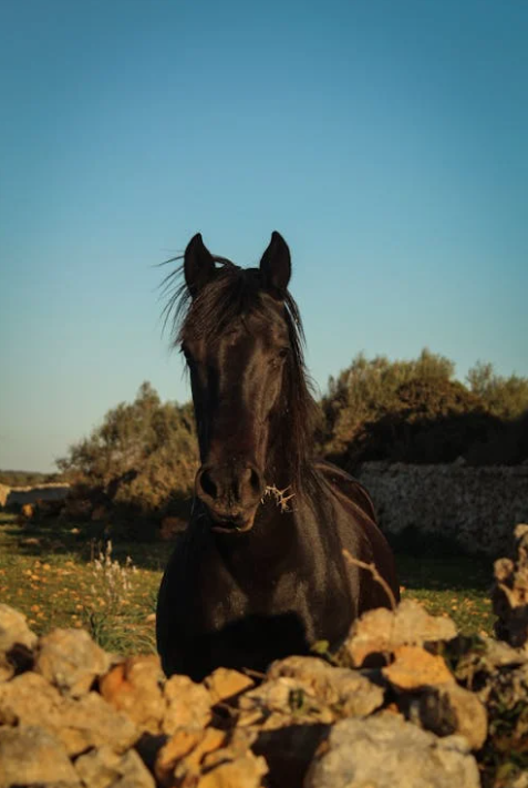 cuando se bebe la pomada de menorca cuando se bebe la pomada de menorca